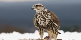 KÜÇÜK BİR MANZUM KUŞ HİKÂYESİ