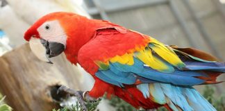 HİNDİSTAN HEDİYESİ